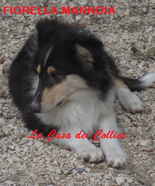 COLLIES FIORELLA